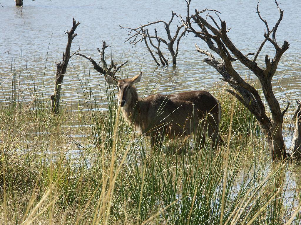 090517_Pilanesberg 141.jpg